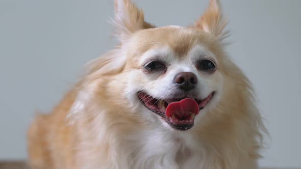 brown friendly chihuahua dog close up white wall background alt