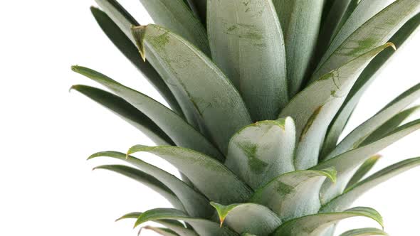 Pineapple Fruit, Closeup alt
