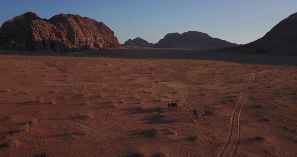 Bedouin Shepherd Herd Camels In the hot Desert of Wadi Rum, Jordan. 4K