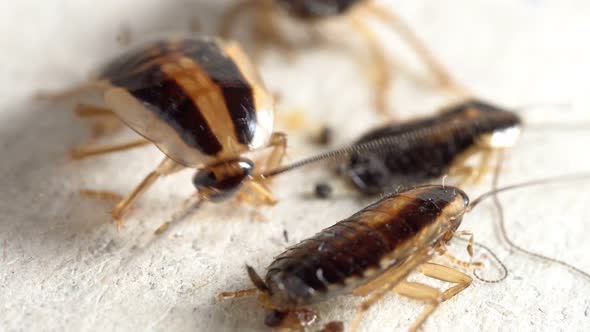 Red Cockroaches Caught in a Glue Trap and Trying To Get Free Macro ...