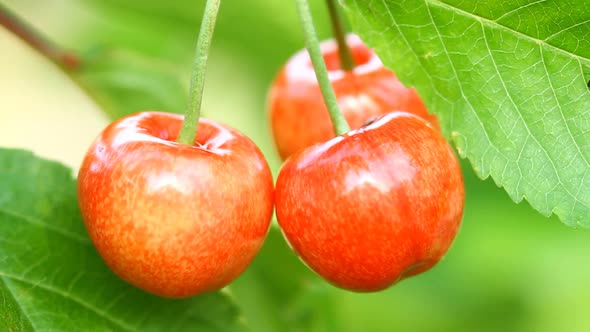 Ripe Sweet Cherry Fruit