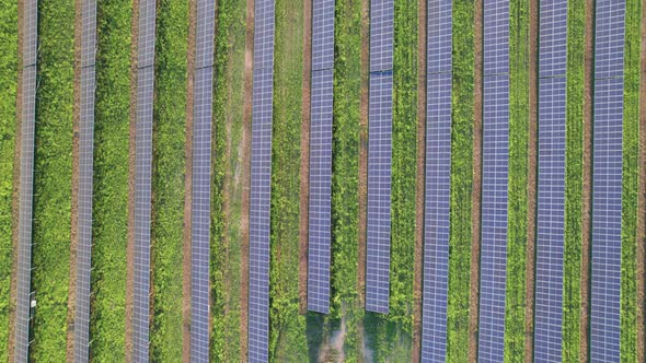 Aerial View of Solar Farm on the Green Field at Sunset Time Solar Panels in Row alt