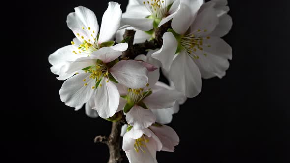 Almond Blossom Timelapse on Black  alt