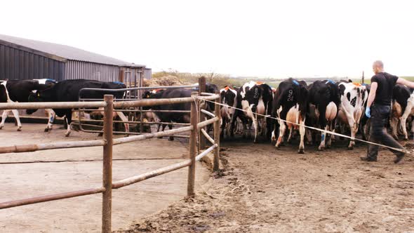 Herd of cattles walking alt