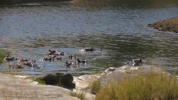 Submerged hippos near river bank alt