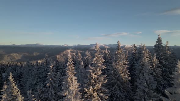 Drone Rising Above Pine Forest Unveiling Mountain Range at Sunrise