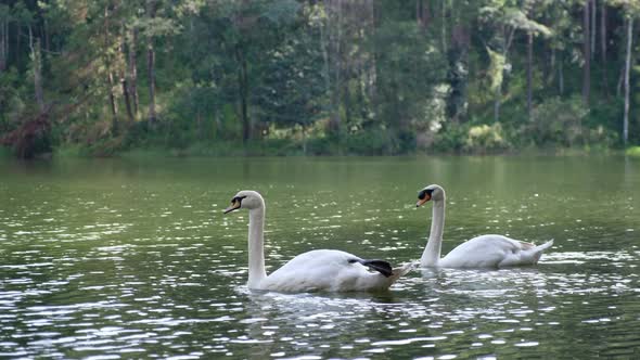 Two white swans swimming in the lake