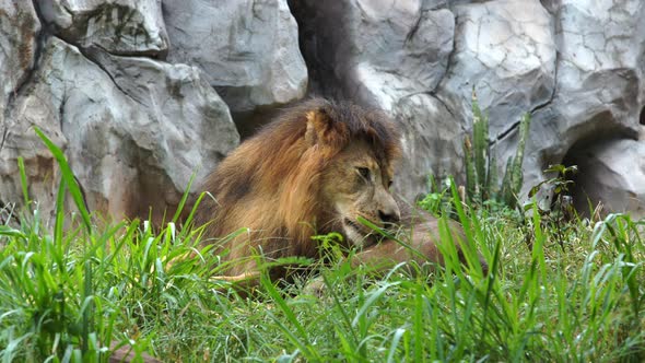 male lion resting in a grass field