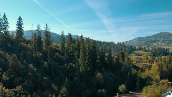 Aerial View on Pine Forest alt
