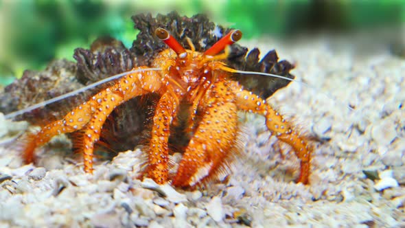 Beautiful Hermit Crab Eating Som Food alt