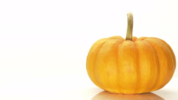 Ripe October Pumpkin Rotating on the Table Isolated on the White Background