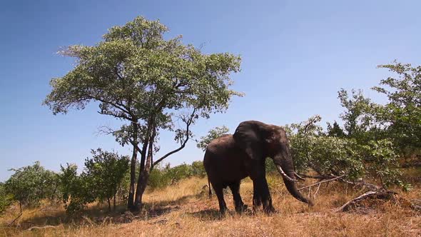 African bush elephant in Kruger National park, South Africa alt