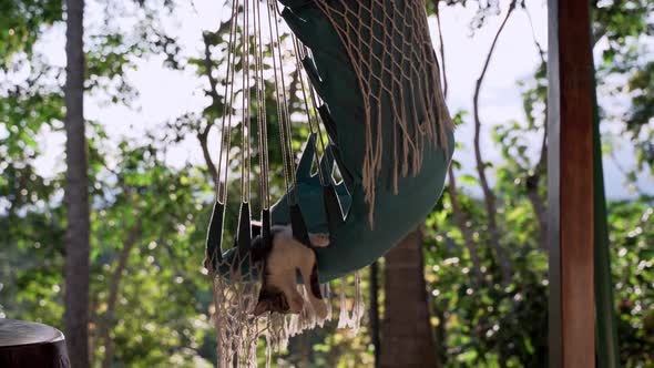 Exhausted cat sleeping in hammock outdoors on balcony during sunny day with beautiful jungle of Ecua alt