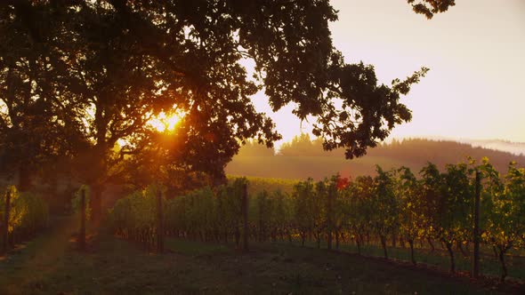 Sun shines through oak tree in vineyard at sunrise, Oregon. Shot on RED EPIC for high quality 4K, UH alt