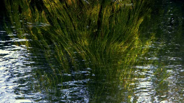 Dreamy Lake Water In Nature 4