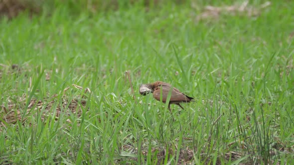 African jacana in Bao Bolong Wetland Reserve  alt