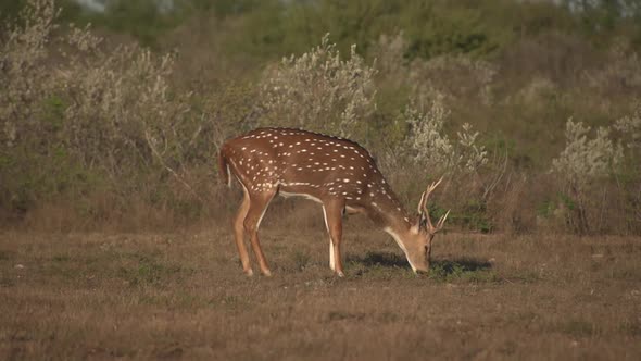 whitetail deer in texas, alt