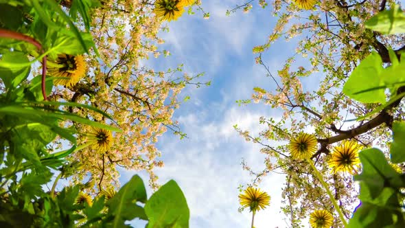 Dandelions and Blossoming Apple Orchard alt