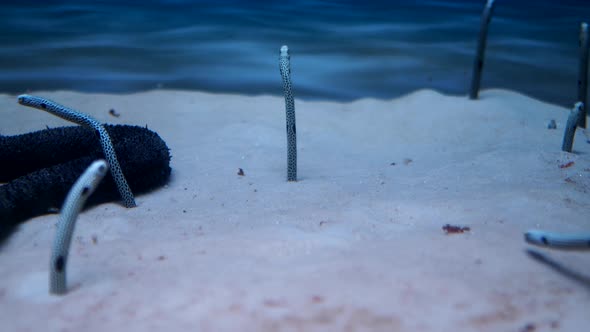 Sand Conger Eel in a Large Aquarium