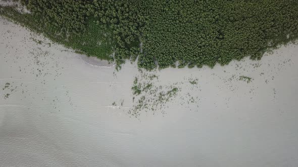 Aerial coastal with mangrove tree alt