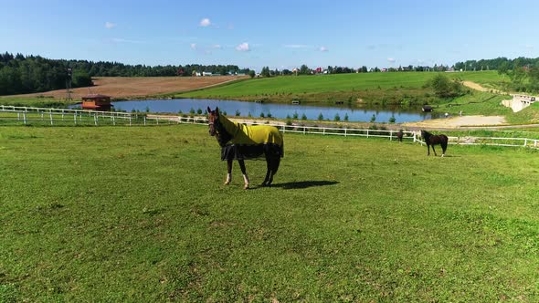 Horses Graze On A Ranch