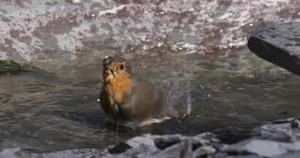 Robin Redbreast Small Song Bird Bathing / Washing In Garden Pond, Slow Motion