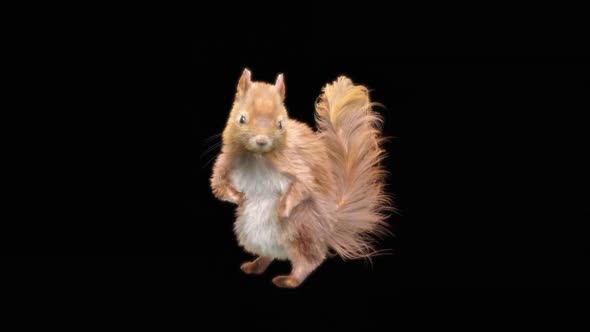 77 Squirrel Dancing HD alt