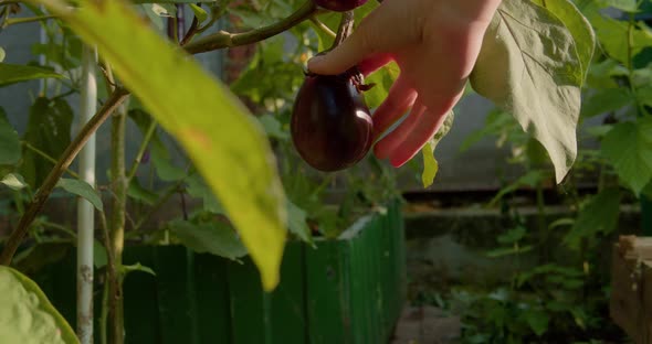 Farmer Hand Inspecting an Eggplant on Plant in a Garden