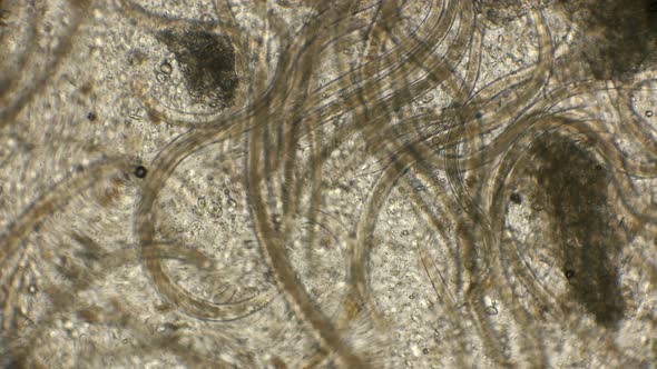 Nematode Worm Colony alt