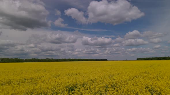 Yellow Canola Field Aerial Drone View alt