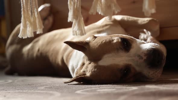 American Staffordshire Terrier Dog Lies on Its Back Under a Swinging Hammock