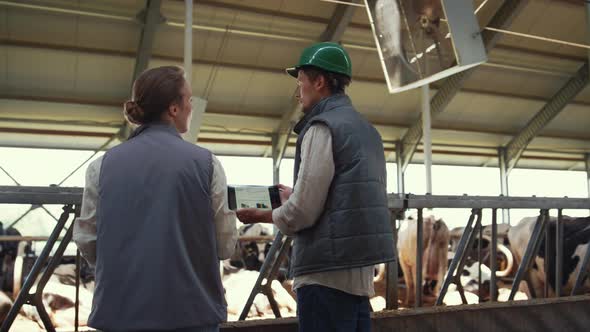 Cowshed Workers Talking Animals Feedlots Together alt