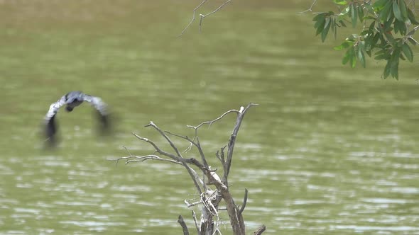 Cormorant Bird Flying Slow Motion alt