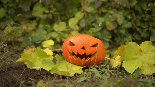 Halloween Pumpkin Lies on the Ground in Nature alt