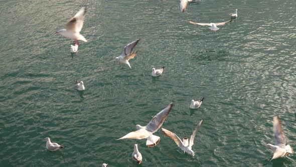 Sea Birds Floating In the Sea