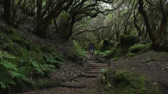 The Path of the Enchanted Forest