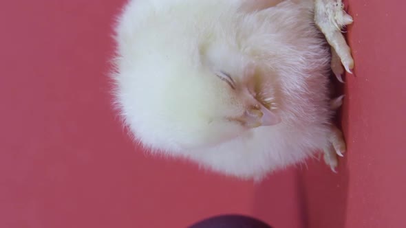 Vertical Video Sleepy Chicken and Easter Eggs on Pink Background