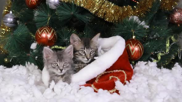 Two Gray Kittens Sit Under the Christmas Tree in a Fur Basket and Watch the Target alt