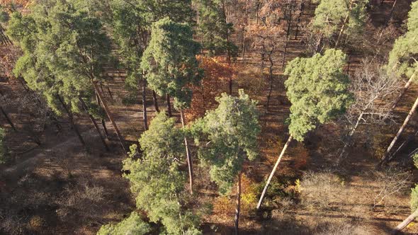 Forest with Trees in an Autumn Day alt
