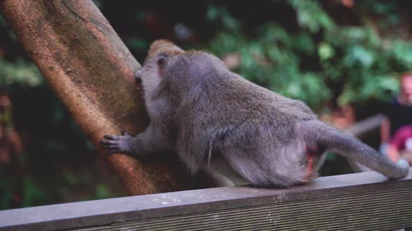 A Balinese Long-Tailed monkey itches its face on a tree trunk in park	