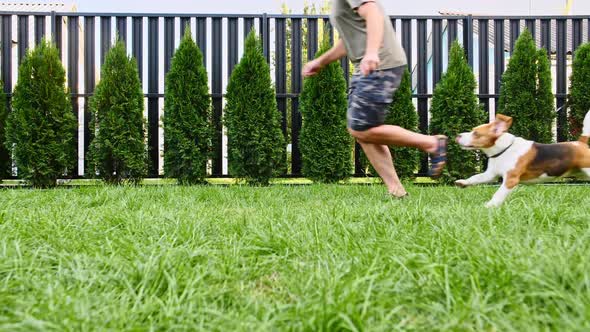 Man Plays with His Beagle Dog Outdoors and Treats Her Pet with a Treat alt