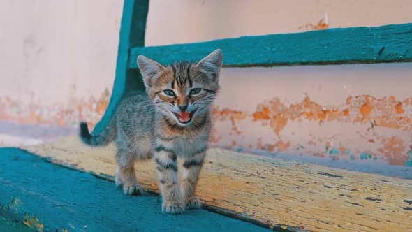 Homeless Gray Kitten Is Walking on the Street in Slow Motion alt