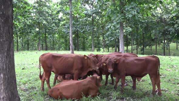 Healthy chestnut cow and beef in a tropical green poop meadow with tall trees