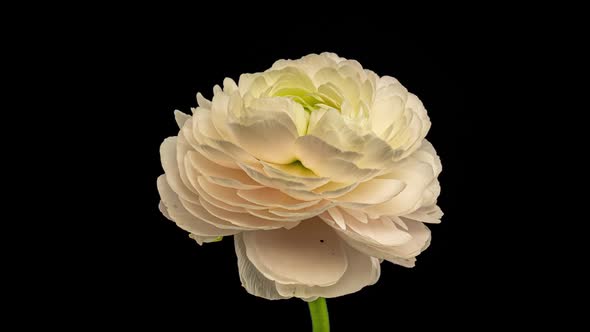 Beautiful White Ranunculus Blooming on Black Background alt
