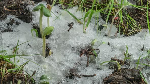 Macro Shot of Melting Snow and Exposing Green Grass and Plant Sprouts alt