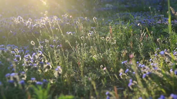 Beautiful spring field of small blue flowers in the sun at dawn alt