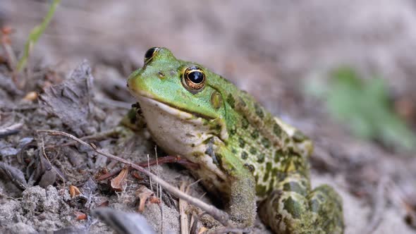 Frog Sits on the Sand Near the River Shore. Portrait of Green Toad. alt