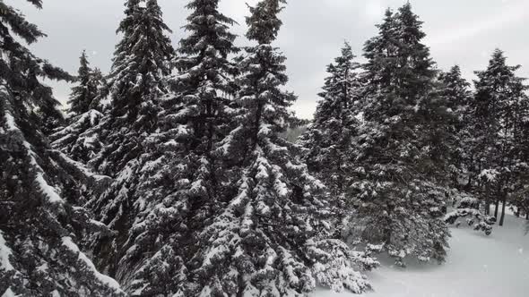 Frozen Winter Forest
