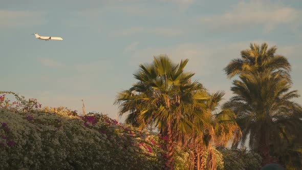 Airplane Flying Over Palm Trees