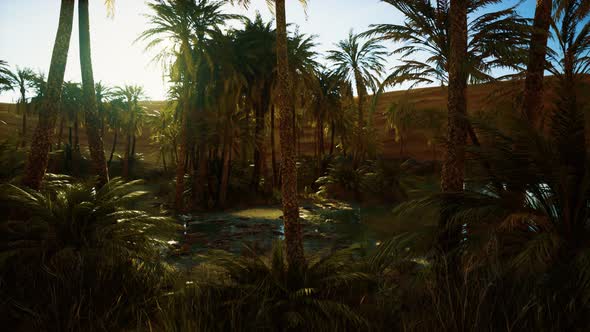 Palm Trees in Sahara Desert alt